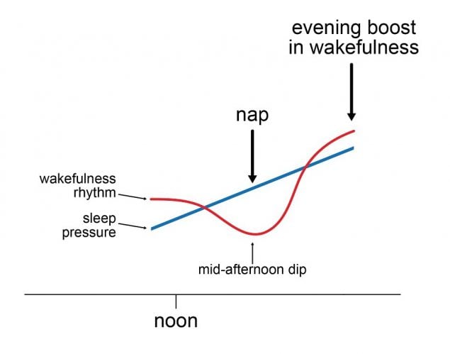 M2I Figure 2.7 explains the underlying processes of why humans tend to feel sleepy and take a nap in the middle of the afternoon.