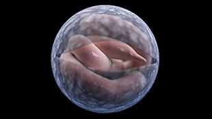 cryptosporidium graphics rendering of cryptosporidium