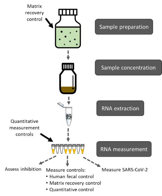 Overview of wastewater sample processing and testing for SARS-CoV-2 wastewater sample processing and testing for SARS-CoV-2