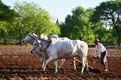 Farmer plowing a field