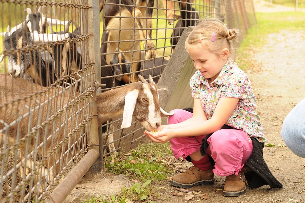 Healthy Pets Young girl hand-feeding a goat through a fence.