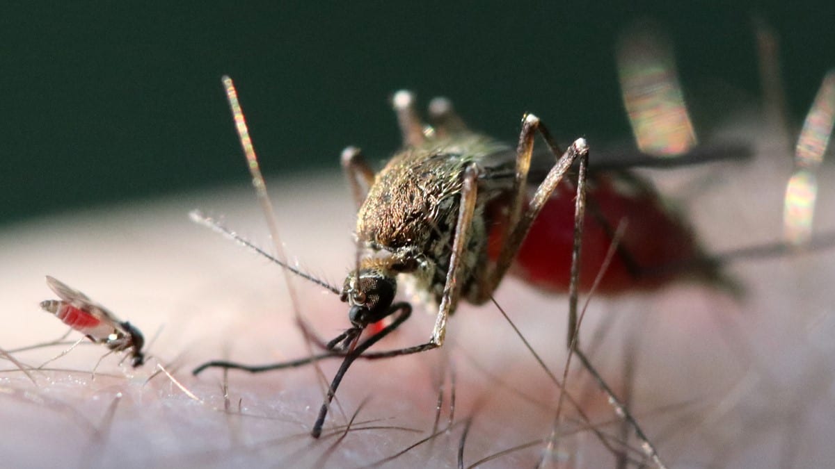 Midge and mosquito Photo showing a midge and a mosquito (Culicoides spp.) biting a person.
