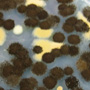 blackmold-thumb.jpg A type of black mold, Aspergillus niger, is commonly found in homes.