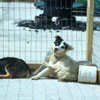 canineflu-100px.jpg An image of two dogs in a kennel