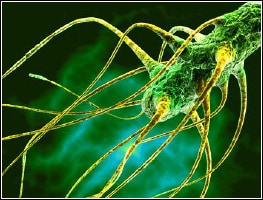 ORIGIN_img_SALMONELLA Highly magnified photo of salmonella