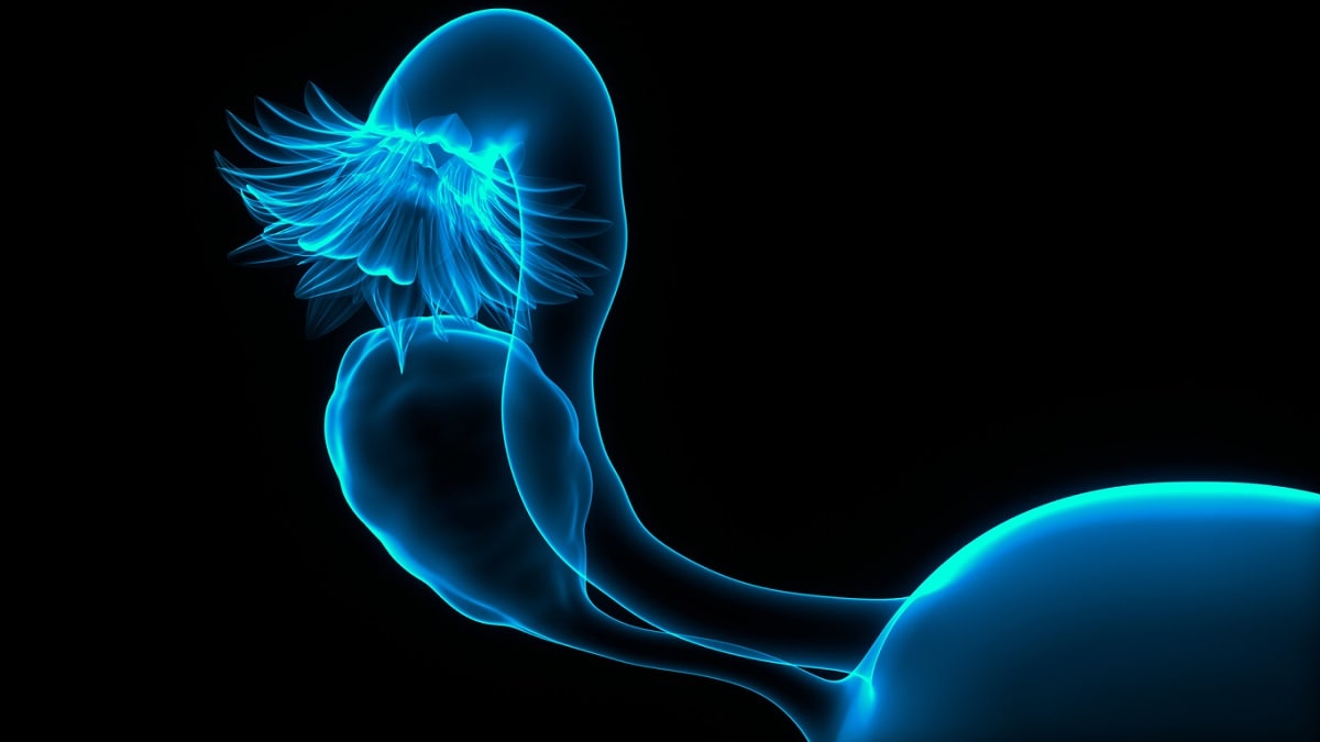 Medical illustration of the ovary