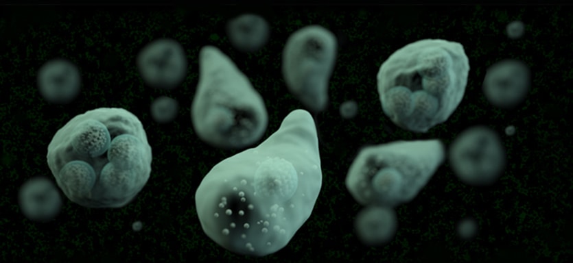homepage-banner Entamoeba histolytica