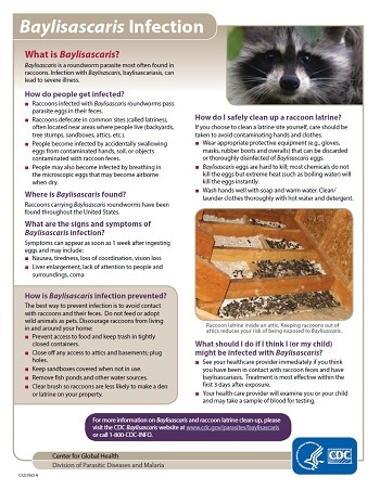 Baylisascaris  Fact  Sheet