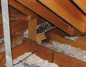 A racccoon latrine found in an attic. Courtesy of Dr. Shira Shafir.