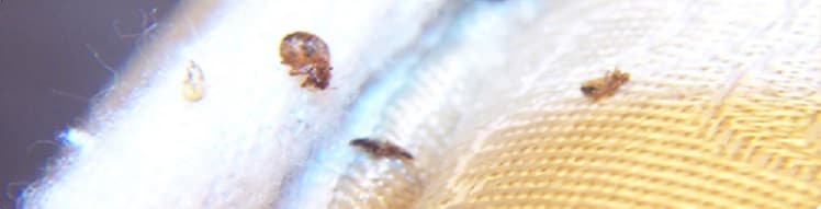 bed bugs mattress