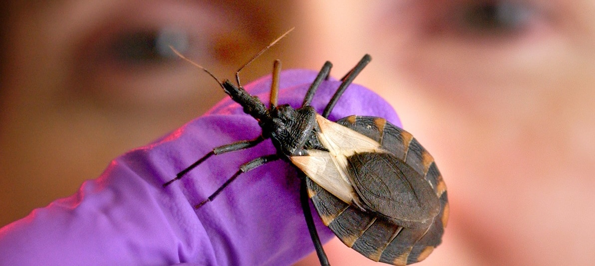 kissing_bug_flex
