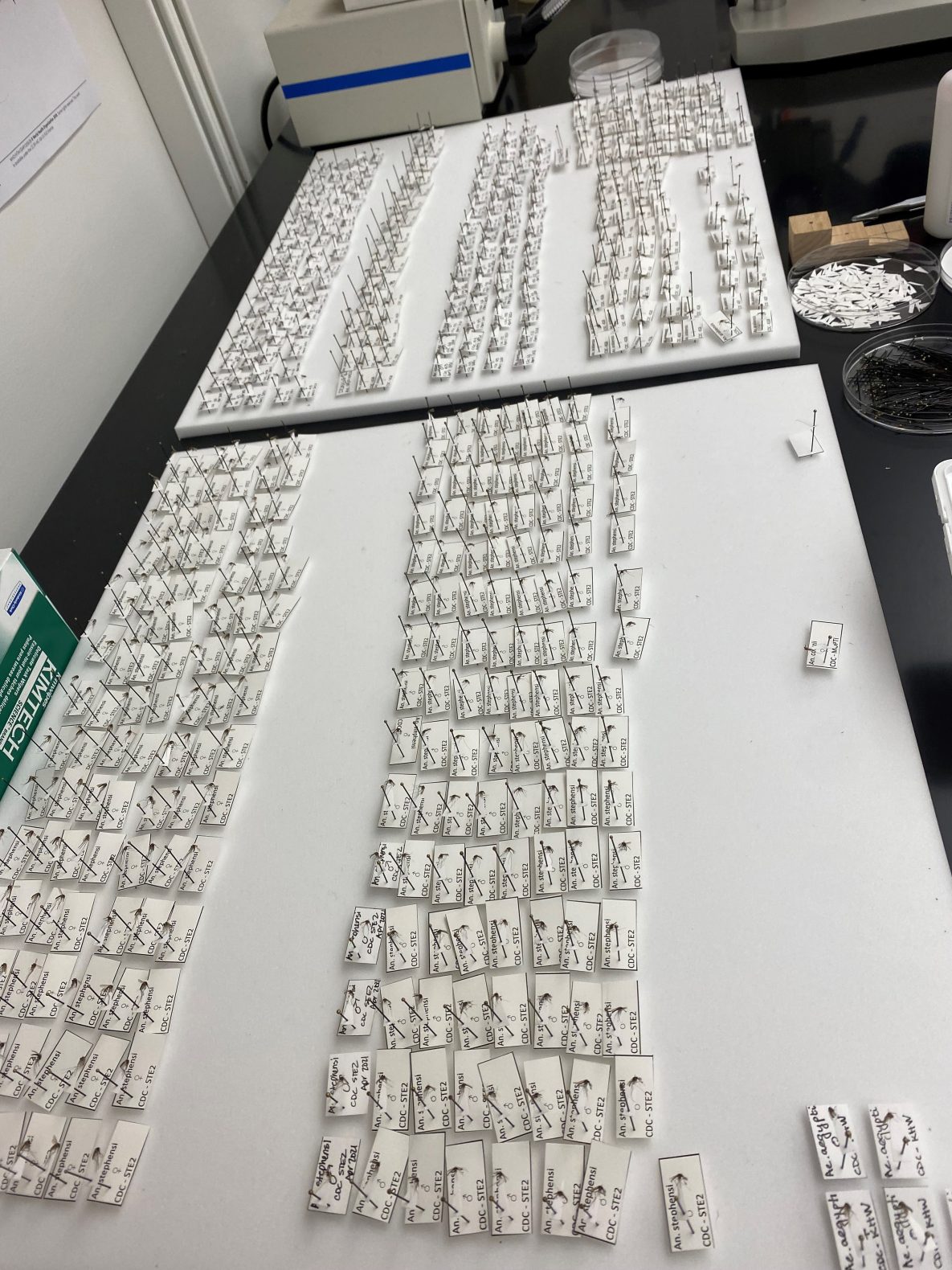 Pinned_stephensi mosquitoes, reared and prepared at CDC headquarters