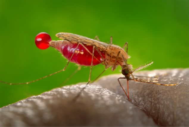 World Mosquito Day