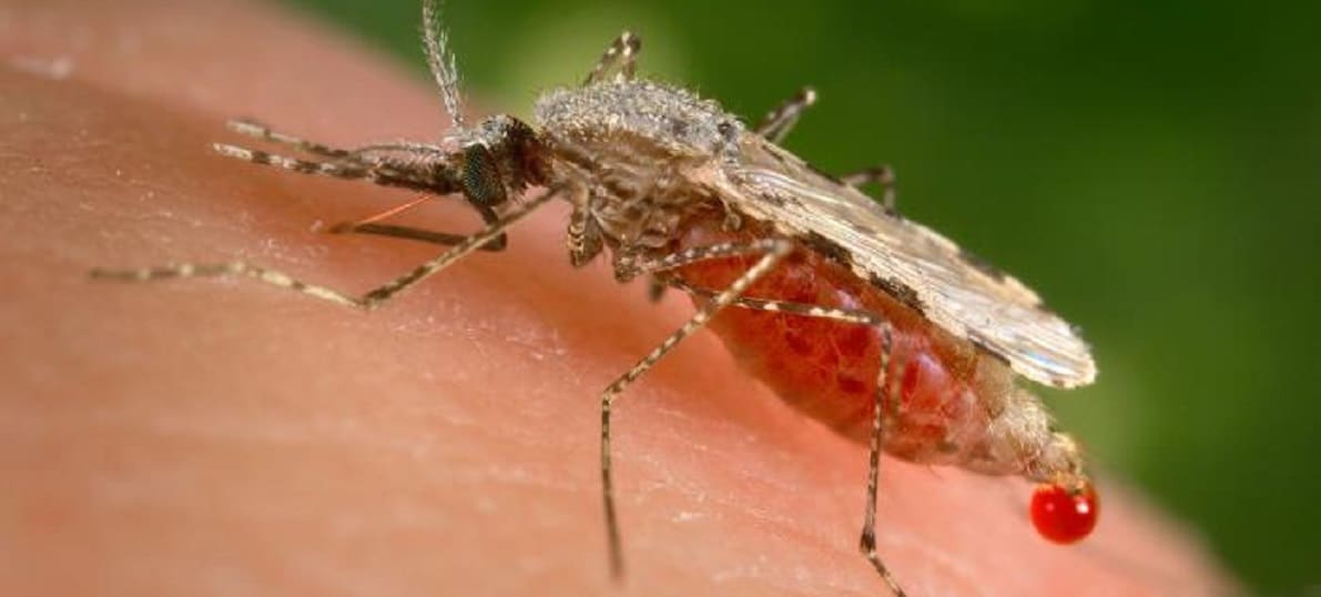 world_mosquito_day_2021
