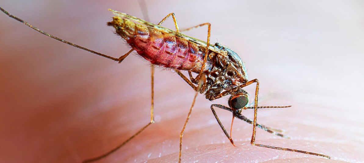 world_mosquito_day_2023