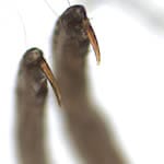 louse claws