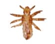 nymph