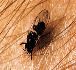 black fly