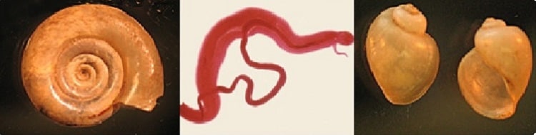 home_page_image_shistosomiasis2 shistosomiasis