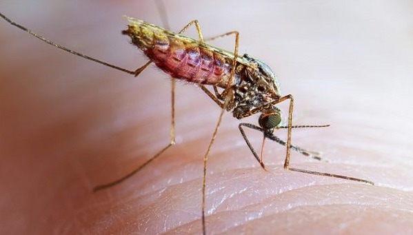 AnophelesstephensiAdultFemaleFeeding Anopheles stephensi taking a blood meal.