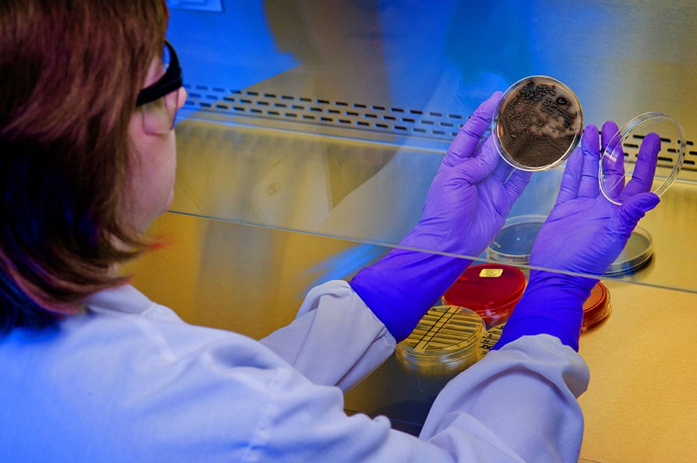 laboratorian.jpg CDC scientist reading a culture plate.