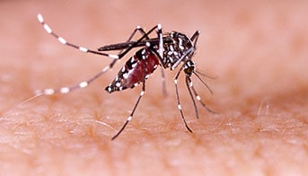 Zika Virus A mosquito