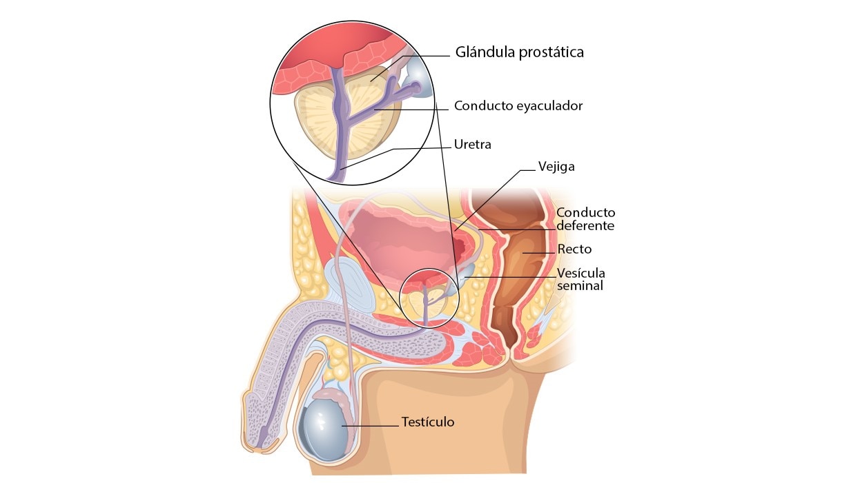 Prostate Diagram Spanish Diagrama muestra la localización de la próstata.