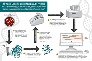 Genome-Sequencing-300px illustration on how whole genome sequencing works