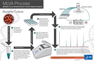 The MLVA Workflow