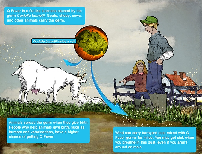 qfever-diagram.jpg Q Fever is a flu-like sickness caused by the germ Coxiella burnetii. Goats, sheep, cows, and other animals carry the germ. Animals spread the germ when they give birth. People who help animals give birth, such as farmers and veterinarians, have a higher chance of getting Q Fever. Wind can carry dust mixed with Q Fever germs for miles. You may get sick when you breathe in this dust, even if you aren't around animals.