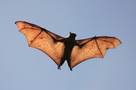 Bat flying in the air