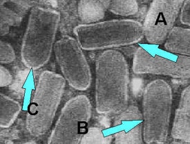 rhabdovirus.jpg Electron microscope image of negatively stained Rhabdovirus