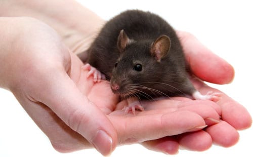 rat in hand