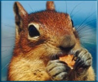 Chipmunk_button.jpg Image of a chipmunk