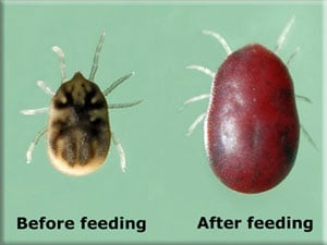 Ohermsifed_unfed.jpg O. hermsi before and after feeding