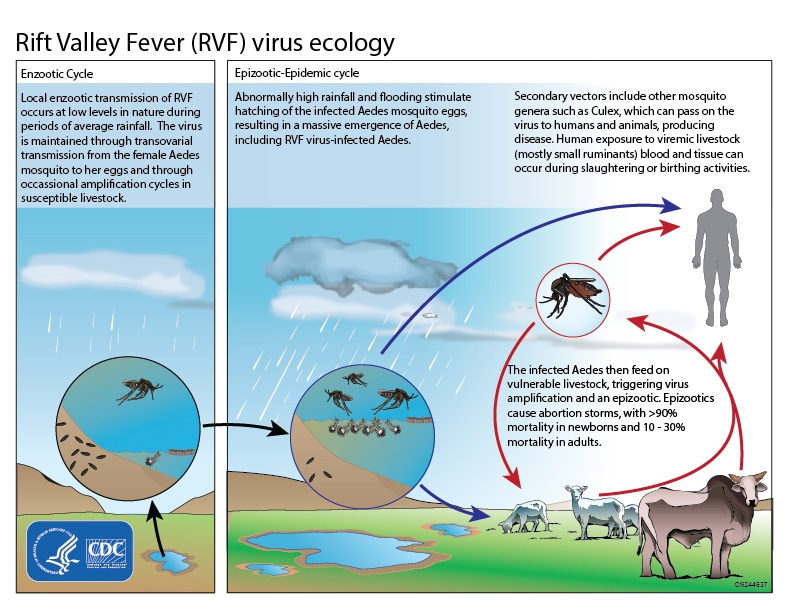 This graphic shows the ecological cycle for the Rift Valley Fever virus (RVFV). Mosquitoes are both a reservoir and vector for RVFV, which means that they can maintain virus for life and transmit it to their offspring via eggs. After periods of heavy rainfall and flooding, an increased number of RVFV infected mosquitos may hatch and pass virus to people and animals. People become infected through mosquito bites and through contact with infected animal blood or tissue.