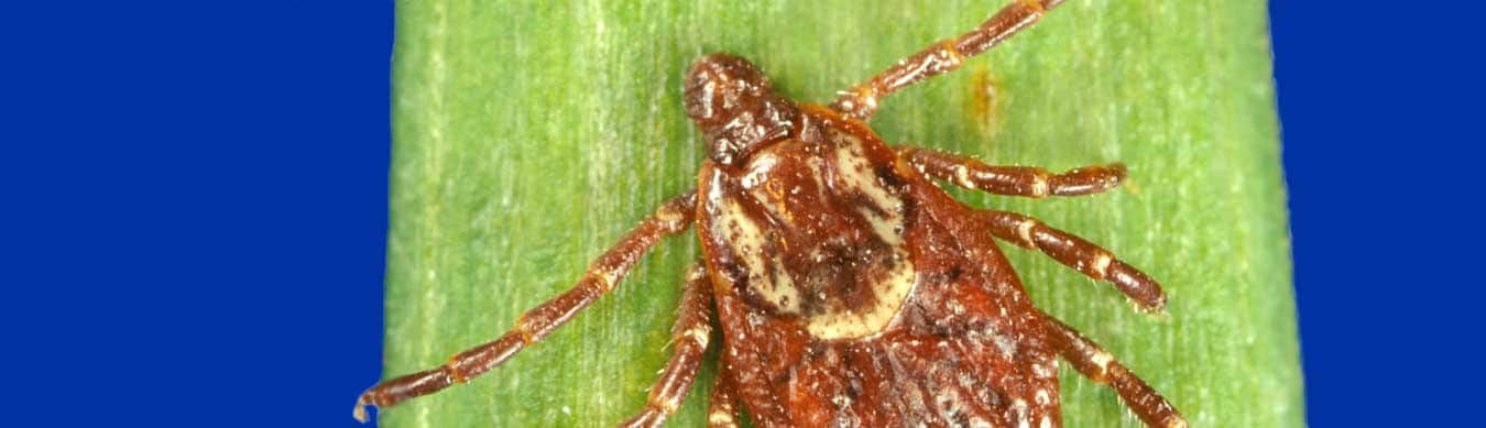 RMSF Close up image of an American Dog Tick.