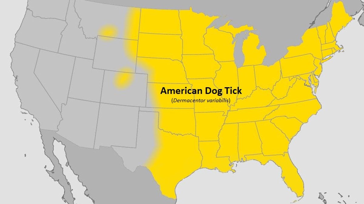 Map of the United States showing range of American dog tick