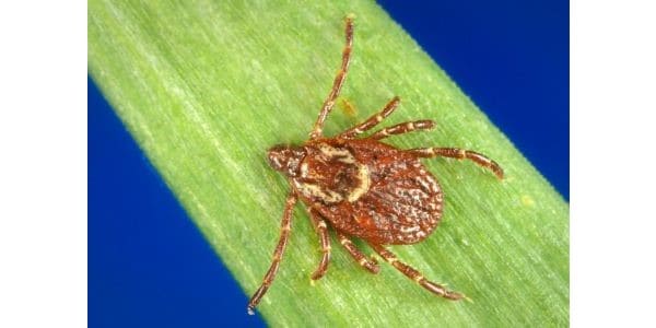 Magnified image of an American Dog Tick on a blade of grass