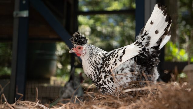 A black and white-colored chicken walking around in a coop. A black and white-colored chicken walking around in a coop.