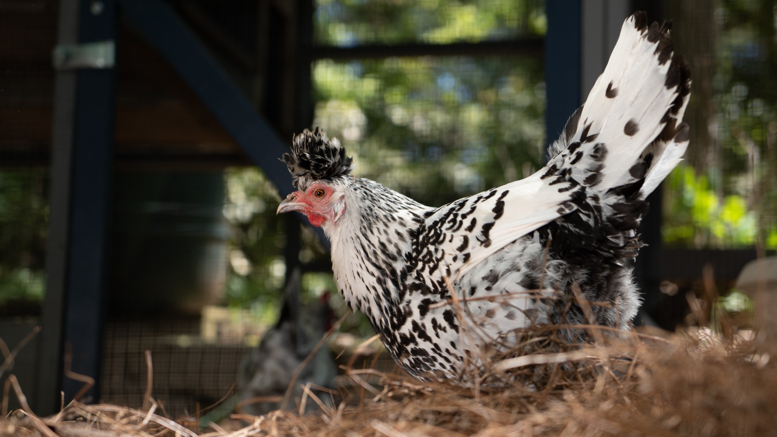 backyard-poultry-EZR04589-16x9 A black and white-colored chicken walking around in a coop.