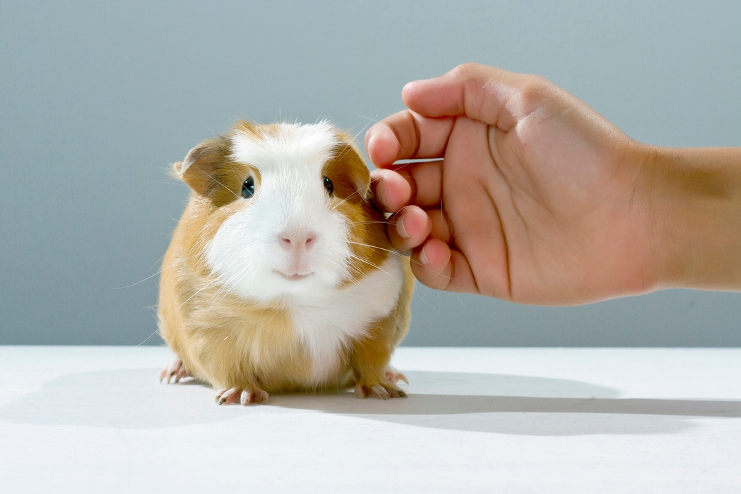 Photo of a guinea pig being pet by a person's hand.
