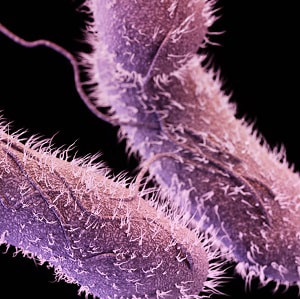 Medical illustration of non-typhoidal <em>Salmonella</em>