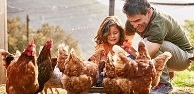 people-with-chickens father and daughter kneeling around chickens