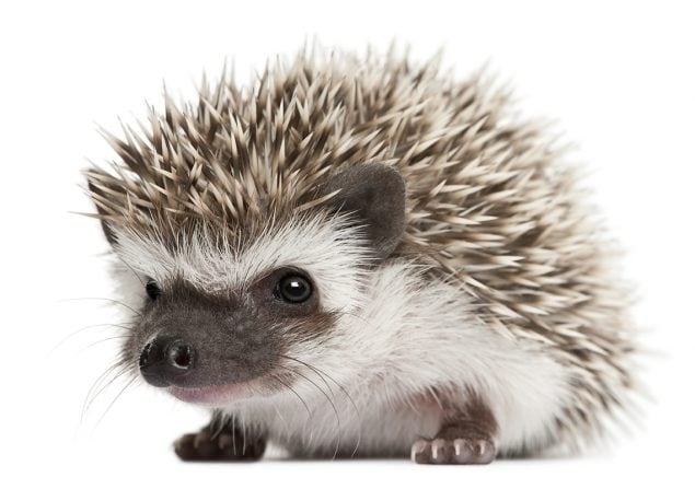 hedgehog erizos como mascota