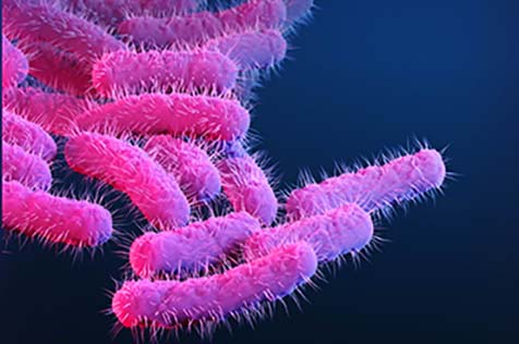 Drug-resistant Shigella