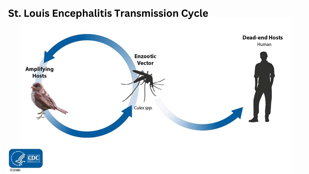St. Louis encephalitis virus cycles between mosquitioes (primarily Culex species) and birds.