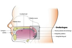 Diagrama anatómico de la orofaringe
