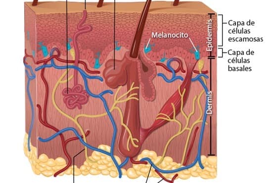 Ilustración de las capas de la piel