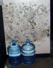 dos botellas plásticas de agua frente a una pared cubierta con moho